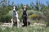 GREYHOUND 067
